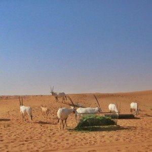 Landausflug in Dubai