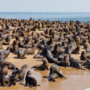Landausflug in Walvis Bay