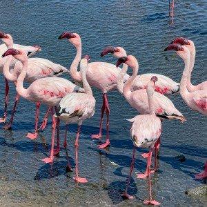 Landausflug in Walvis Bay
